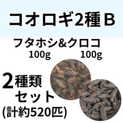 冷凍餌】 冷凍デュビア Mixサイズ 50g (約100匹入り) 爬虫類 両生類 