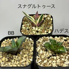 2026年最新】アガベ ハデスの人気アイテム - メルカリ