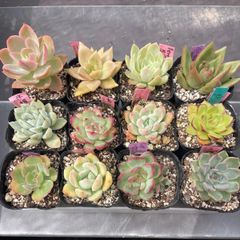 No.8セール中！多肉植物12苗セットエケベリア他 匿名配送 - メルカリ