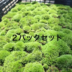 極上山苔2パックセット♪   天然山苔 数量限定♪ 盆栽 ミニ盆栽 ☆苔農家さんから仕入れてます♫ 山苔  山ゴケのサムネイル