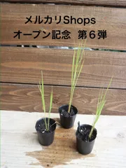고시히카리 모종 🌾 화분 3종 세트 (^^ ♪ 메르카리 숍스 오픈 기념 Vol.6 ♪ ☆ 농가에서 구입 ♫ 버킷 재배용 등) ♪