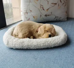 動く【呼吸して眠るリアルな犬のぬいぐるみ】 ぬいぐるみ リアル 子犬 犬 ゴールデンレトリバー ゴールデンレトリーバー ラブラドール ペットロス 癒し プレゼント 動物アレルギー 動物 猫 SH1のサムネイル