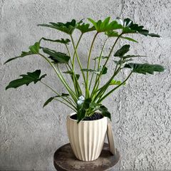 美品◎】 再入荷 根上がり セローム 7号サイズ 美品◎】 再入荷 根