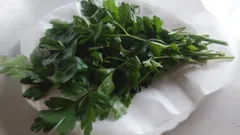 KURUMAYA-herb 農家のイタリアンパセリ100ｇ　フレッシュハーブ　信州斑尾山　栽培期間農薬不使用無化肥　イタリアン　摘みたてのサムネイル