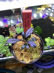 Bidayuha crassispatha Kalimantan Barat - メルカリ