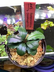 Bidayuha crassispatha Kalimantan Barat - メルカリ