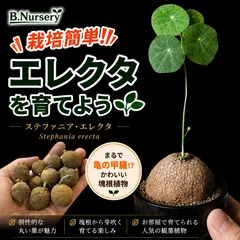【予約販売】【栽培手順付き】 予約で買うと100円お得　超特価　直輸入　ステファニア　エレクタ　小球　コーデックス　塊根　植物　怪奇植物 球根　多肉植物のサムネイル