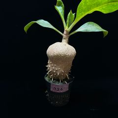 アリ植物 ミルメコディア ベッカリー - メルカリ