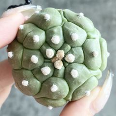 d*+様 B23209☆オークション販売☆極上！モンスト株！！ユーフォルビア