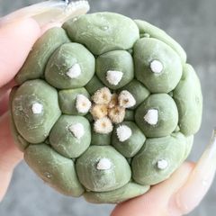 F12561【SS級極上血統！イラン産！アガベ チタノタ トーチ！】Agave