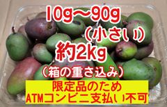摘果マンゴー 未熟マンゴー 加工用マンゴー グリーン/ 約2㎏ （ 2キロ