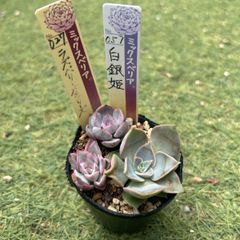 アエオニウム　小苗24苗　13種セット9300【メルカリ便代金込】 多肉植物 おらいさん苗 小苗 セット - メルカリ