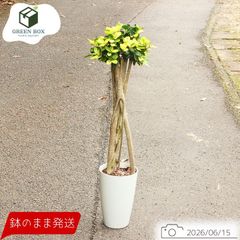 観葉植物 斑入り パンダガジュマル ドワーフ (コパンダガジュマル