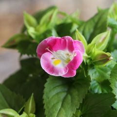 丸葉 シロタエギク もふもふ しろうさぎ 3〜3.5号ポット苗 【3株販売