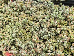 新入荷 クロビジンニシキ 鮮やかな105苗セット 土と根付き 多肉植物