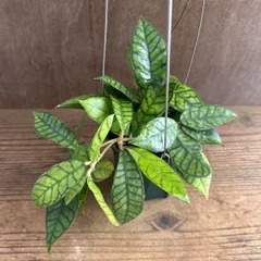 ホヤ カリストフィラ ② 現品 Hoya callistophylla サクララン 桜蘭 カリストロフィラ  観葉植物 観葉 植物 珍奇植物 珍奇 珍しい 希少 レア つる性 つる性植物  インテリア プレゼント おしゃれ かっこいい グリーンのサムネイル
