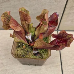 2026年最新】食虫 サラセニアの人気アイテム - メルカリ