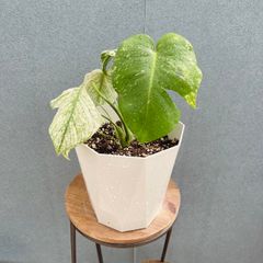 現品］【超レア】15番 モンステラ デリシオーサ ミント バリエゲイ