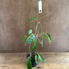 新着 希少 原種 ホヤ インフラータ サクララン 鉢花 - メルカリ