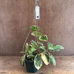 セールレア ホヤ Hoya tsangii variegata サクララン - メルカリ