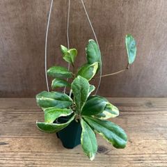 セールレア ホヤ Hoya tsangii variegata サクララン - メルカリ