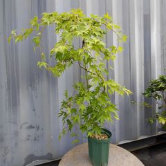 チシオモミジ 血汐紅葉 8号 - メルカリ