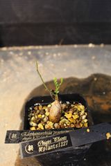 エレファントリザ プラエテルミサ 実生 塊根植物 - メルカリ