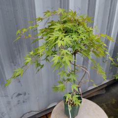 モミジ 珊瑚閣｜イロハモミジ系 H80cm前後 紅葉 カエデ 鉢植え 挿し木