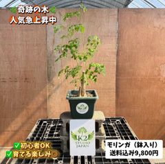 🌴 ソテツ苗 お得3株セット ドライガーデン ロックガーデン 南国植物