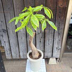 御神木 オンブーの木 Phytolacca dioica 鉢ごと発送 多肉植物 - メルカリ