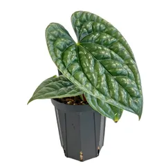 2026年最新】anthurium luxuriansの人気アイテム - メルカリ