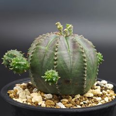 子株多数！多肉植物 ユーフォルビア オベサ グリーンオベサ カラー