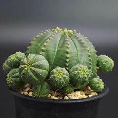 特選 Euphorbia obesa 綴化ユーフォルビア オベサ 木質化 実生株