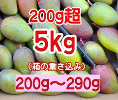 宮崎県産ブルーマンゴー【10kg】100g前後多め⭐︎ - メルカリ
