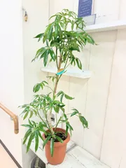 셰플러 앵거스티폴리아