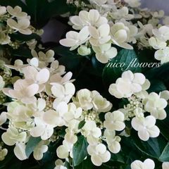 希少♡斑入り♡エバーフレッシュ♡ネムの木♡観葉植物♡インテリア
