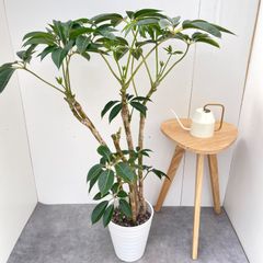 限定地域お届け2000円 アクタス購入 ドラセナ・ナビー 10号鉢215cm