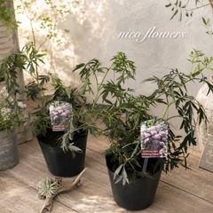 希少♡斑入り♡エバーフレッシュ♡ネムの木♡観葉植物♡インテリア