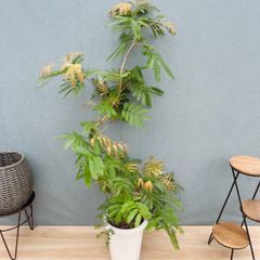 特価】エバーフレッシュ 7号135cm 観葉植物 大型 室内 calmcafe - メルカリ
