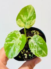 美斑】モンステラ デリシオーサ レガシー 散り斑入り 中小株 66 - メルカリ