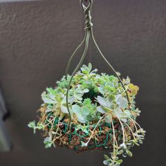 多肉植物寄せ植え ハンギング そのまま飾れる多肉植物 そのまま飾れる
