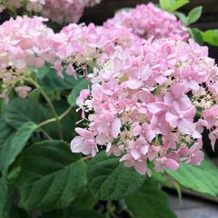 紫陽花 有松 特大 枝カット済 来年用 - メルカリ