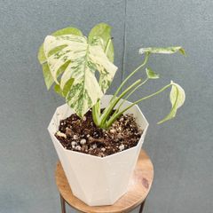 現品 モンステラ ホワイトモンスター 86番 希少 観葉植物 インテリア