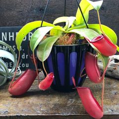 アンプラリア レッド ネペンテス ウツボカズラ 食虫植物 - メルカリ