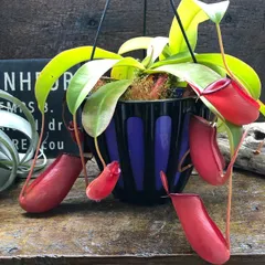 2026年最新】食虫植物 nの人気アイテム - メルカリ
