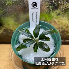 ブセファランドラspクダガン 水中葉 溶岩石付き1株7cm - メルカリ