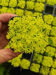 新入荷 24株の抜き苗セット シロヒメレンニシキ 多肉植物 佐川急便発送