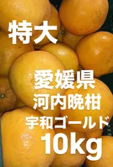 愛媛県産　河内晩柑　宇和ゴールド　柑橘　10kgのサムネイル