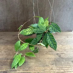 ホヤ カリストフィラ ① 現品 Hoya callistophylla サクララン 桜蘭 カリストロフィラ  観葉植物 観葉 植物 珍奇植物 珍奇 珍しい 希少 レア つる性 つる性植物  インテリア プレゼント おしゃれ かっこいい グリーンのサムネイル