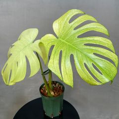 新種】Monstera deliciosa Gold leaf モンステラデリシオーサ 黄金葉